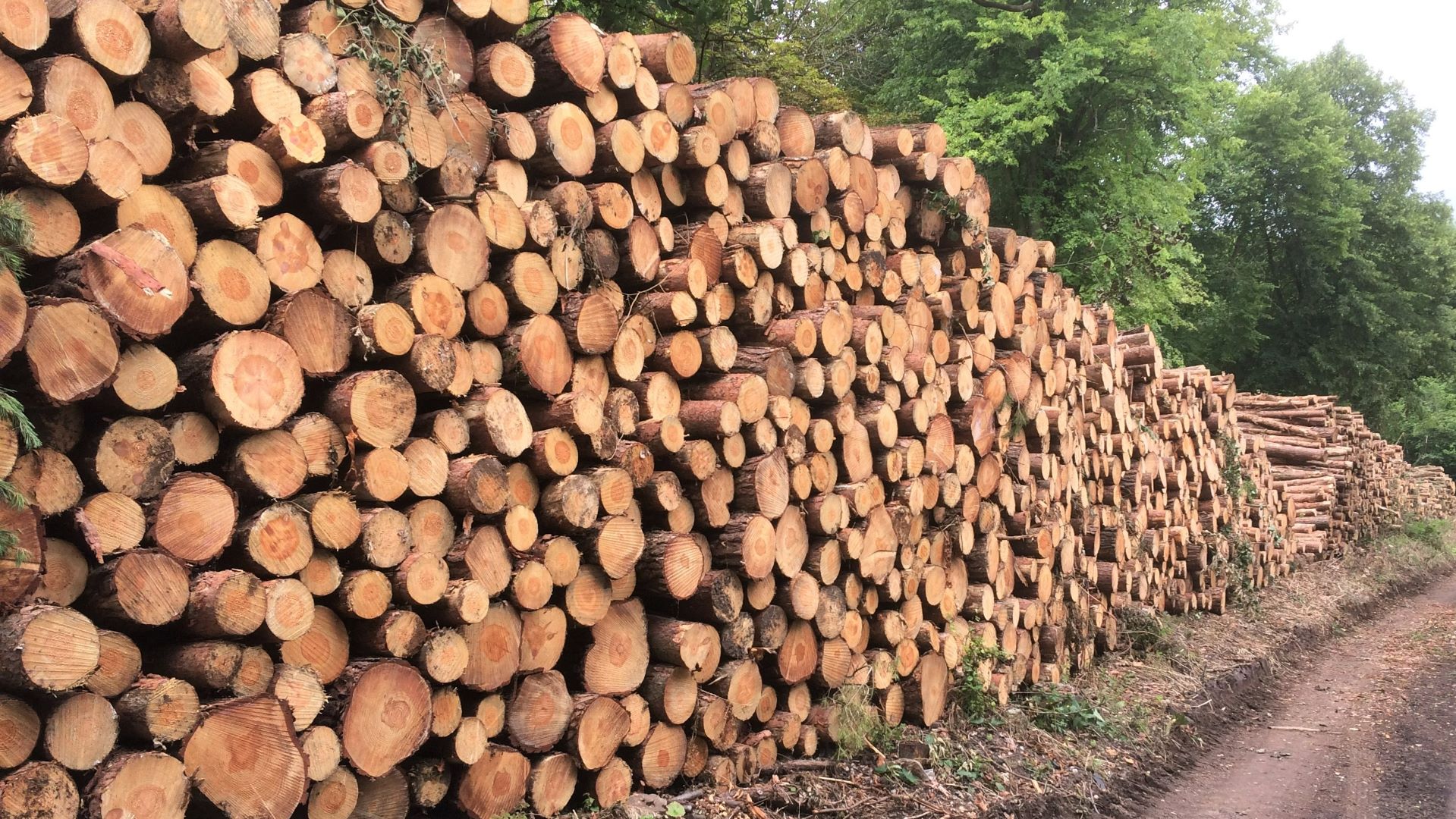 Timber Harvesting And Sales