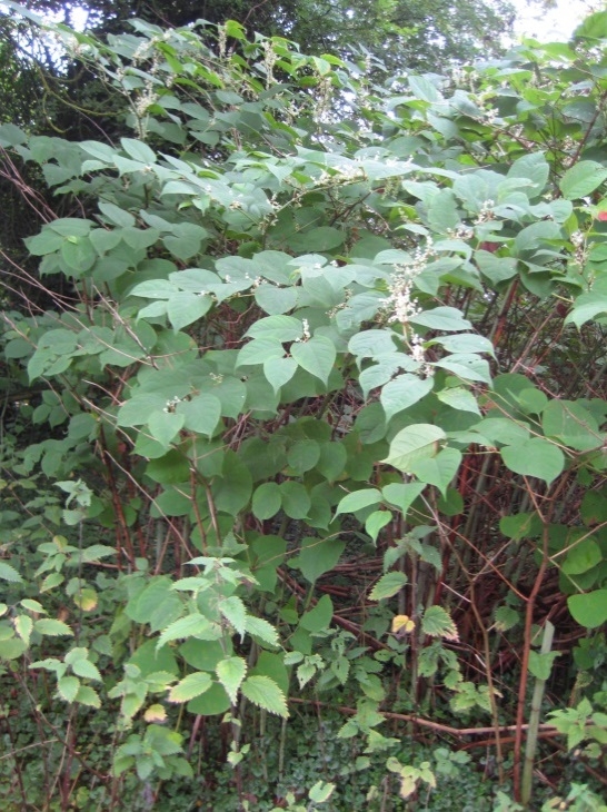 Invasive Species Survey and control for Japanese knotweed | Utility sector