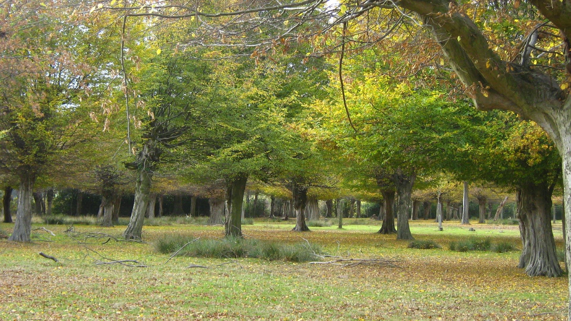Ancient Woodland Restoration
