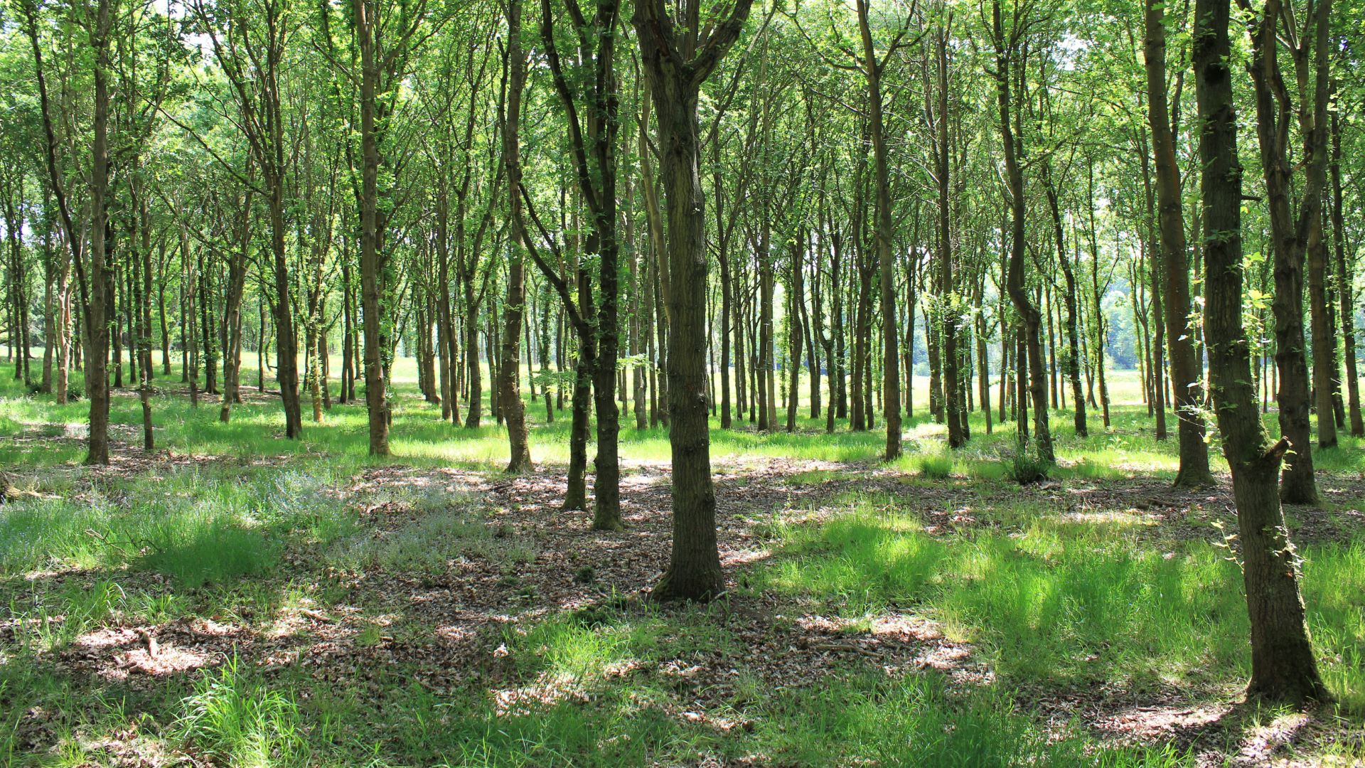 Maydencroft Woodland management