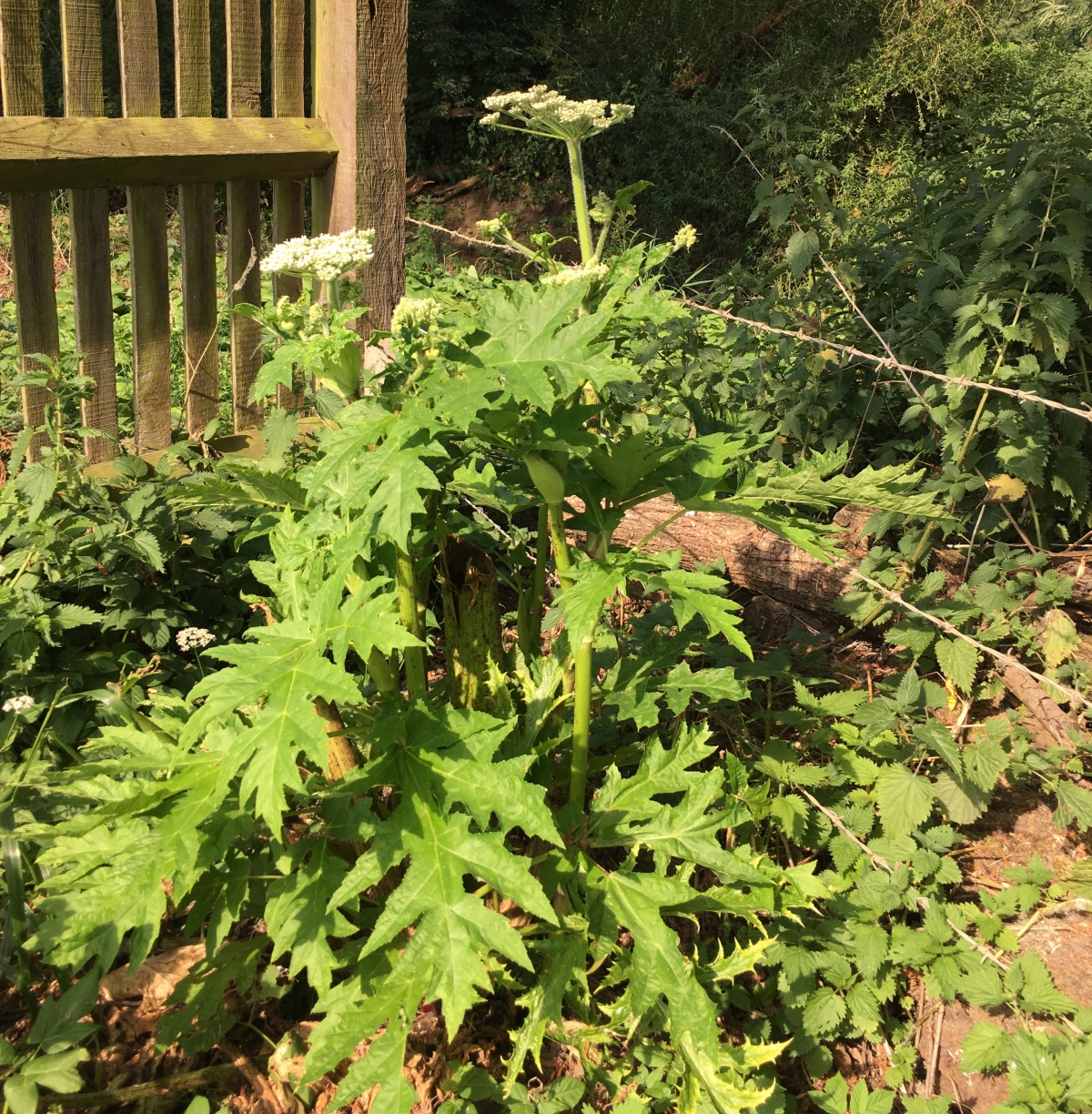 Invasive Species Survey And Control Giant Hogweed