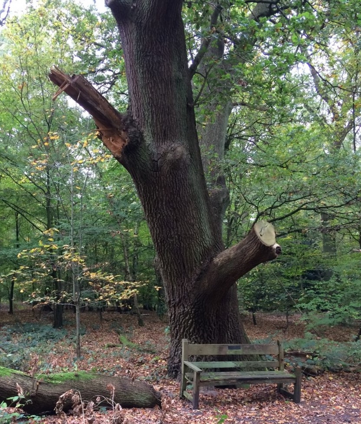 Woodland Tree Safety