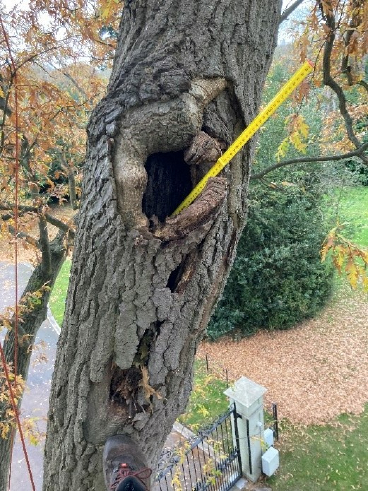 Tree Safety Inspection Software Tree safety inspection including aerial | Commercial sector