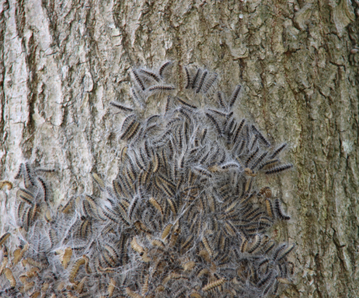 Facing up to Oak Processionary Moth | News