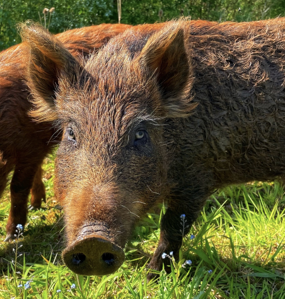 Iron Age Pigs | News